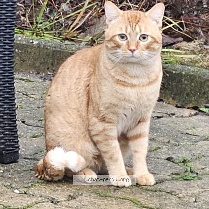 Photo 1/1 Found cat Found in Villeparisis