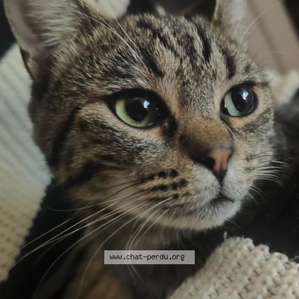 Photo 1/1 Yasko Chat lost in Tallende