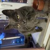 Picture of cat found at Joncret