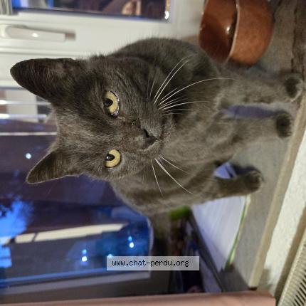 Photo 1/1 Found cat Found in Joncret