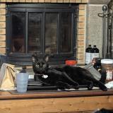 Picture of cat lost at La Coulonche