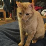Picture of cat lost at Franclens