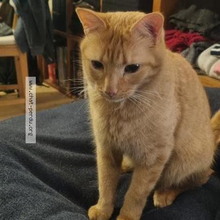 Photo 1/1 Charlie Chat lost in Franclens