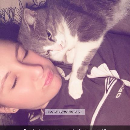 Photo 1/1 Oslo Chat lost in Montceau les mines