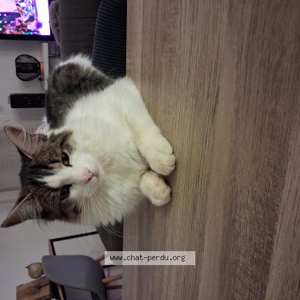 Photo 1/1 Arry Chat lost in Servian