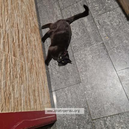 Foto 1/1 Kat teruggevonden Vermist in Bruxelles