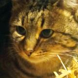 Picture of cat found at Ploeuc L Hermitage