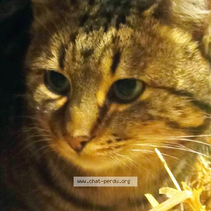 Photo 1/2 Found cat Found in Ploeuc l hermitage