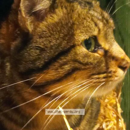 Photo 2/2 Found cat Found in Ploeuc l hermitage