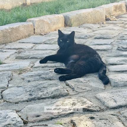 Photo 1/1 Polly Chat lost in Amblainville