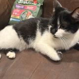 Picture of cat found at Coulommiers La Tour