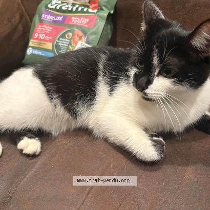 Photo 1/1 Found cat Found in Coulommiers la tour