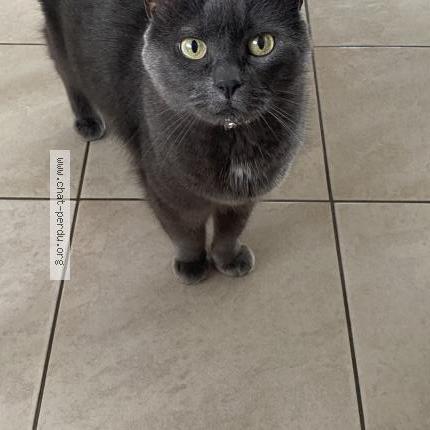 Photo 1/1 Galipette Chat lost in Lambersart