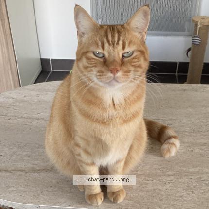 Photo 1/1 Tigrou Chat lost in Montpellier