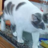 Photo of a cat found in Montevideo