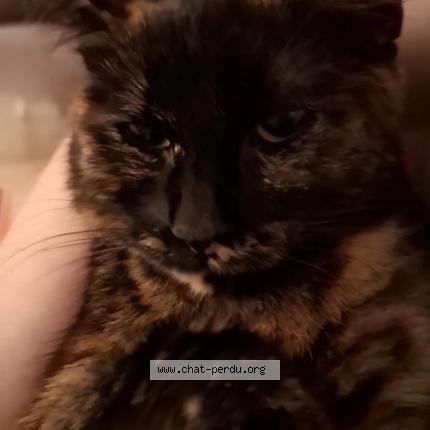 Photo 1/3 Tartin Chat lost in Evreux