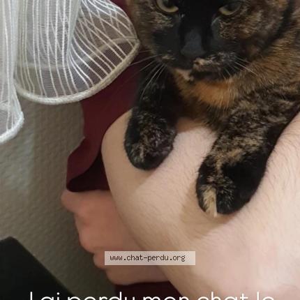 Photo 2/3 Tartin Chat lost in Evreux