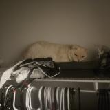 Picture of cat lost at Montreal