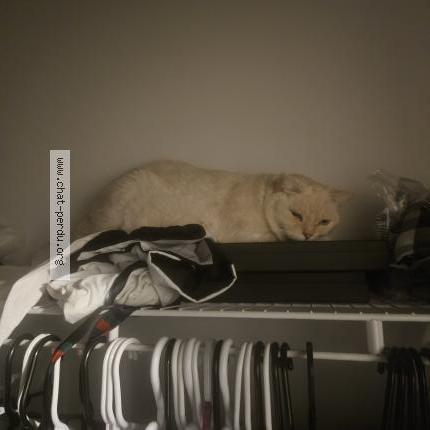 Photo 1/1 Ivori Chat lost in Montreal