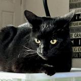 Picture of cat lost at San Jacinto