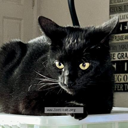 Photo 1/1 Loomis Chat lost in San jacinto