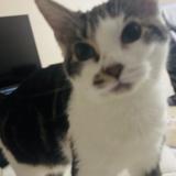 Picture of cat lost at Laporte