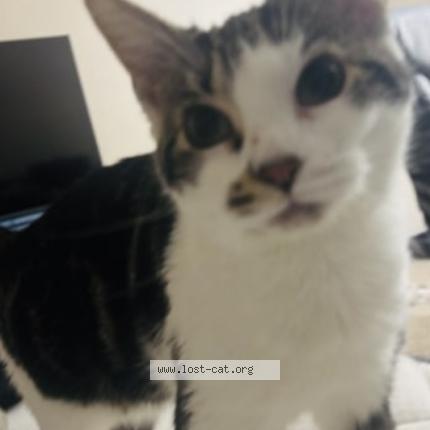 Photo 1/1 Stormy Chat lost in Laporte