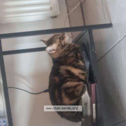 Photo 1/1 Rosie Chat lost in Marseille