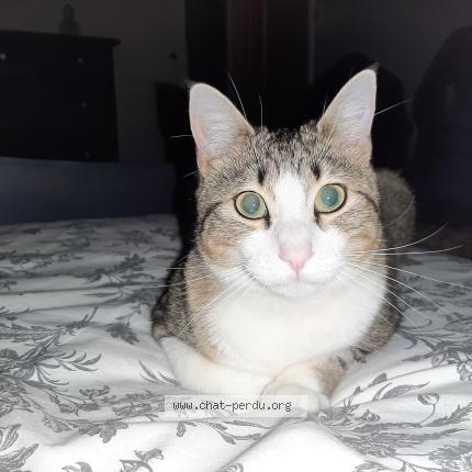 Photo 1/1 Romy Chat lost in Four