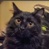 Picture of cat lost at Tacoma