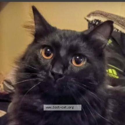 Photo 1/1 Kurama Chat lost in Tacoma