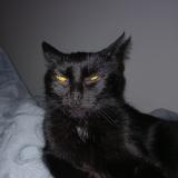 Picture of cat found at Fontenay Sous Bois