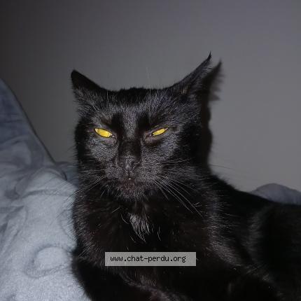 Photo 1/1 Found cat Found in Fontenay sous bois