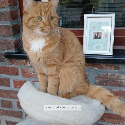 Photo 1/1 Cannelle Chat lost in Baudour