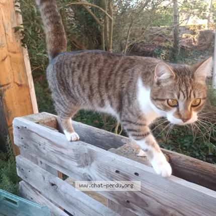 Photo 1/1 Gribouille Chat lost in Castelmaurou