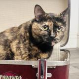 Picture of cat lost at Glendale