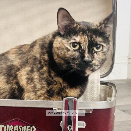 Photo 1/1 Pookie Chat lost in Glendale