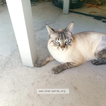 Photo 1/1 Mr bean Chat lost in Pompertuzat