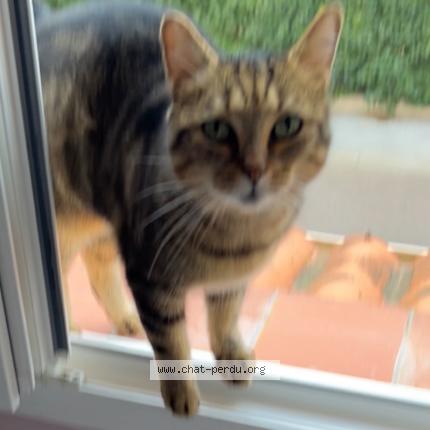 Photo 1/1 Nairobi Chat lost in Elne