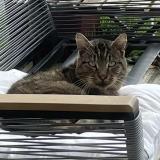 Picture of cat found at Challans