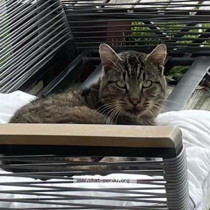 Photo 1/1 Found cat Found in Challans