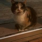 Picture of cat found at Vielle Saint Girons Plage