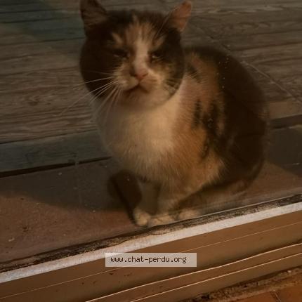 Photo 1/1 Found cat Found in Vielle saint girons plage