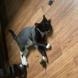 Picture of cat lost at Supply