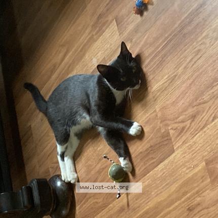 Photo 1/1 beasty boo Chat lost in Supply