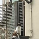 Picture of cat found at Paris