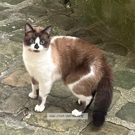 Photo 2/4 Found cat Found in Paris