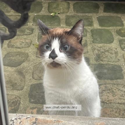 Photo 3/4 Found cat Found in Paris