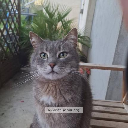 Photo 1/1 Mia Chat lost in Noyon