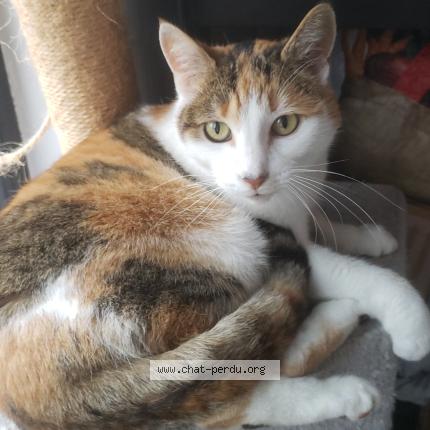 Photo 1/1 Reunited cat Found in Roubaix